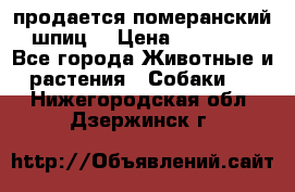 продается померанский шпиц  › Цена ­ 35 000 - Все города Животные и растения » Собаки   . Нижегородская обл.,Дзержинск г.